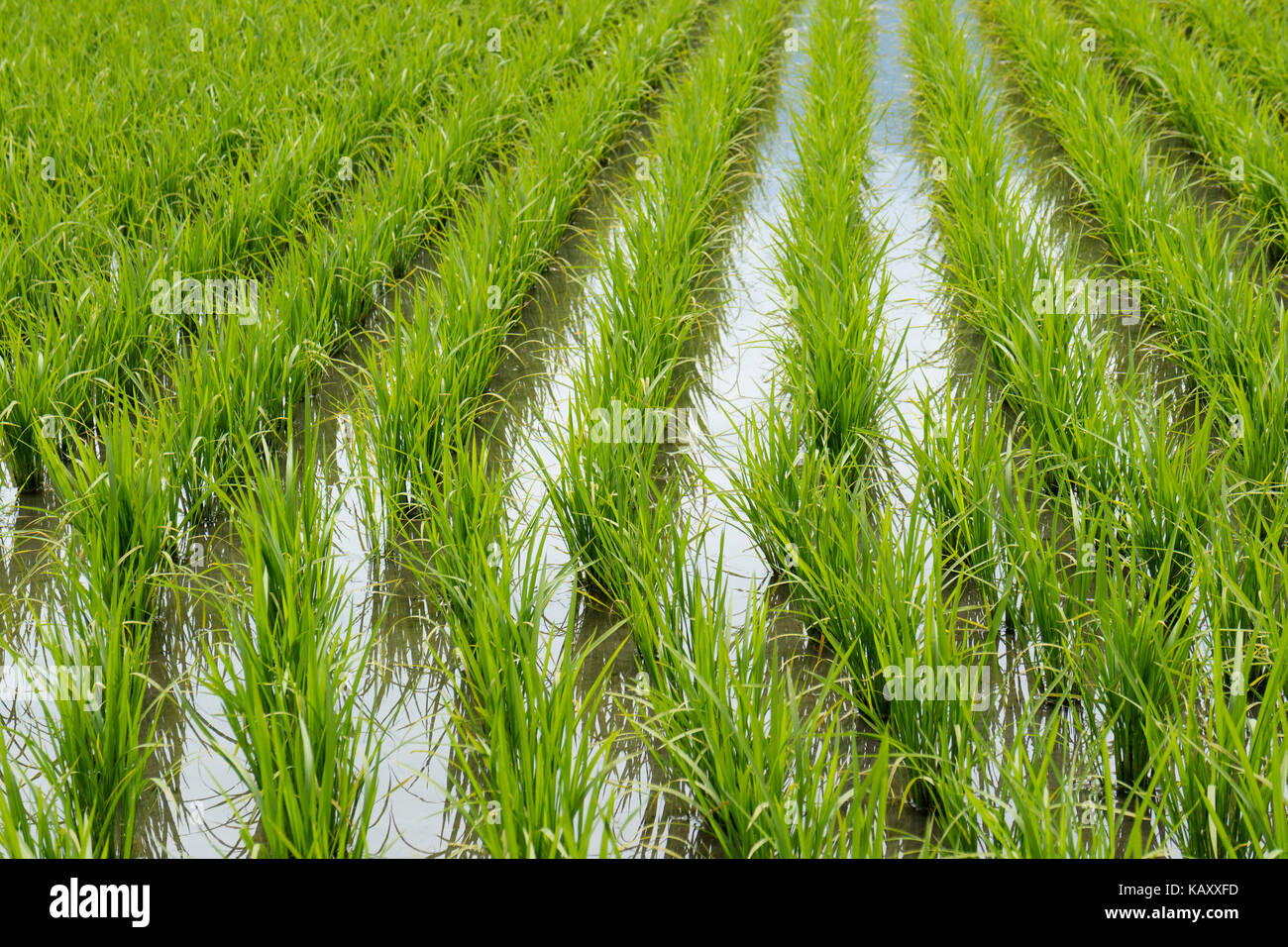Rice field with green young plants in spring, Hotaka, Japan Stock Photo