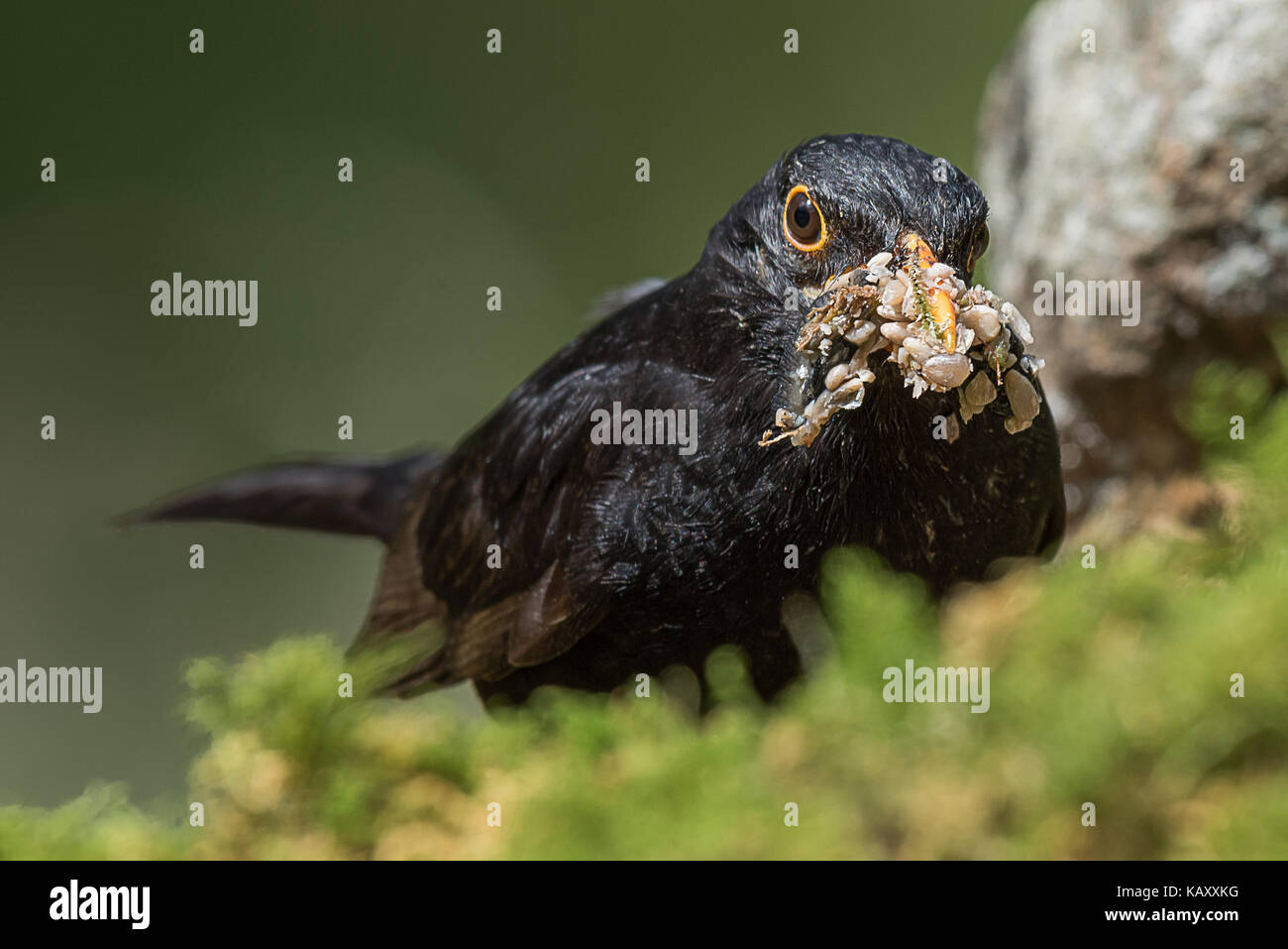 Very close up head photo of a male blackbird with its beak filled with food on seeds and other tasty bits. Stock Photo