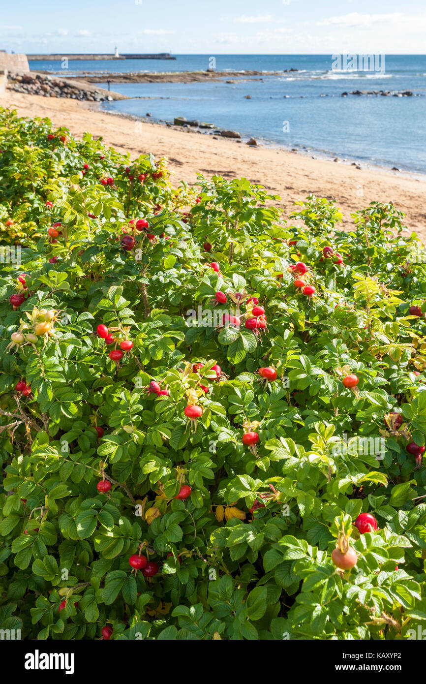 Rosa Rugosa roses forming an attractive hedge on the seafront at Anstruther, Fife, Scotland UK Stock Photo