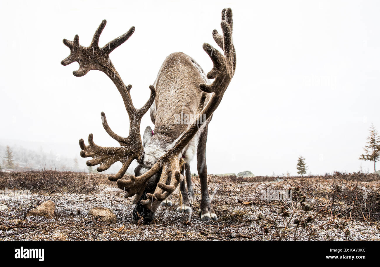 reindeer in a snow in Northern Mongolia Stock Photo