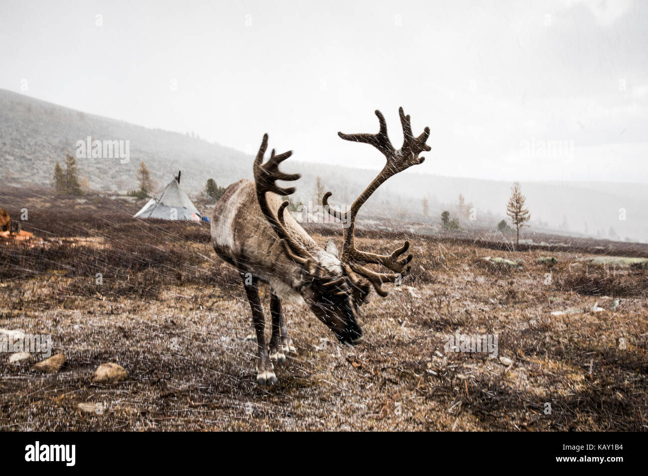 reindeer in a snow in Northern Mongolia Stock Photo