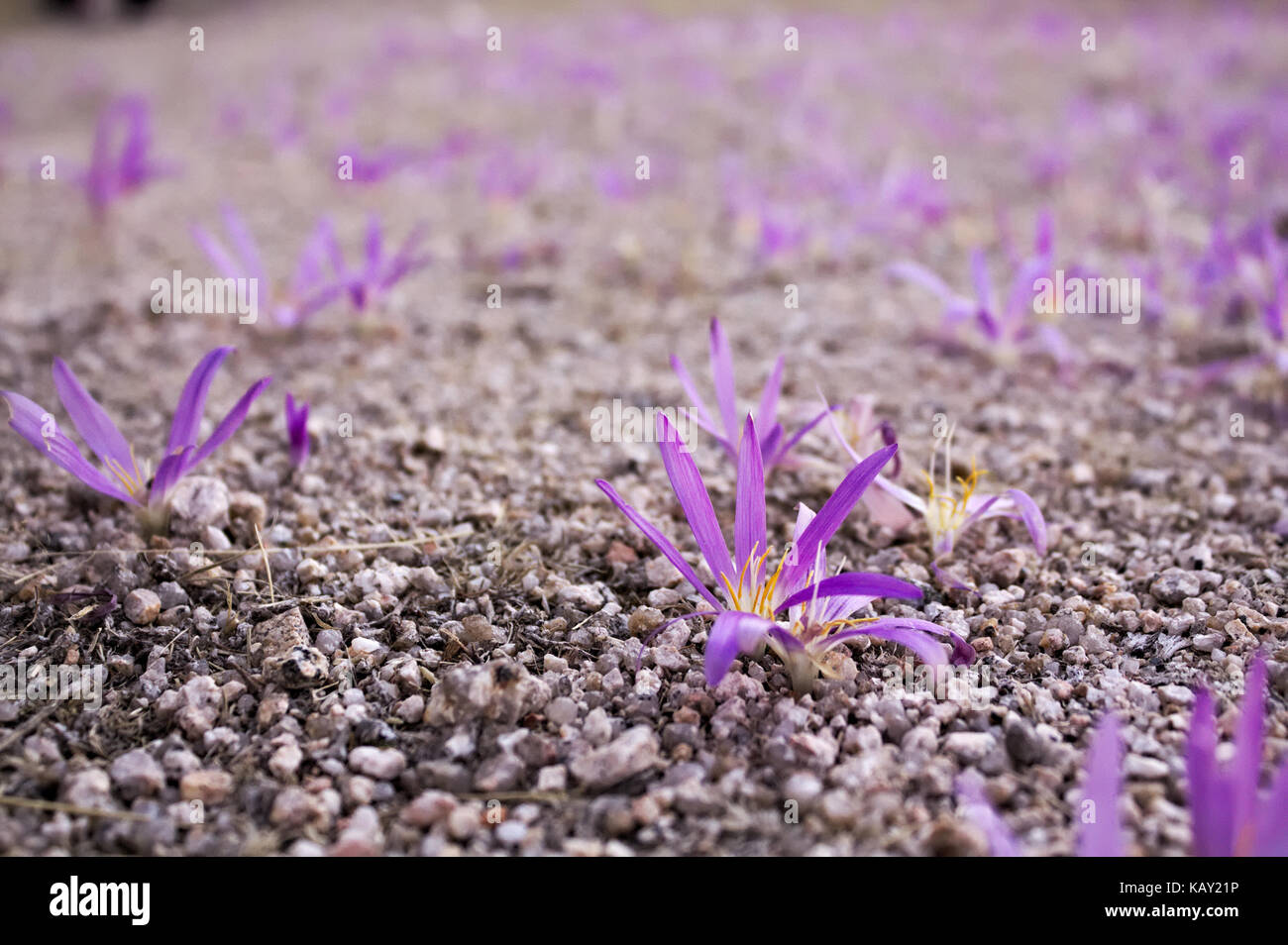 Pink flowers (Merendera) blooming from the ground Stock Photo