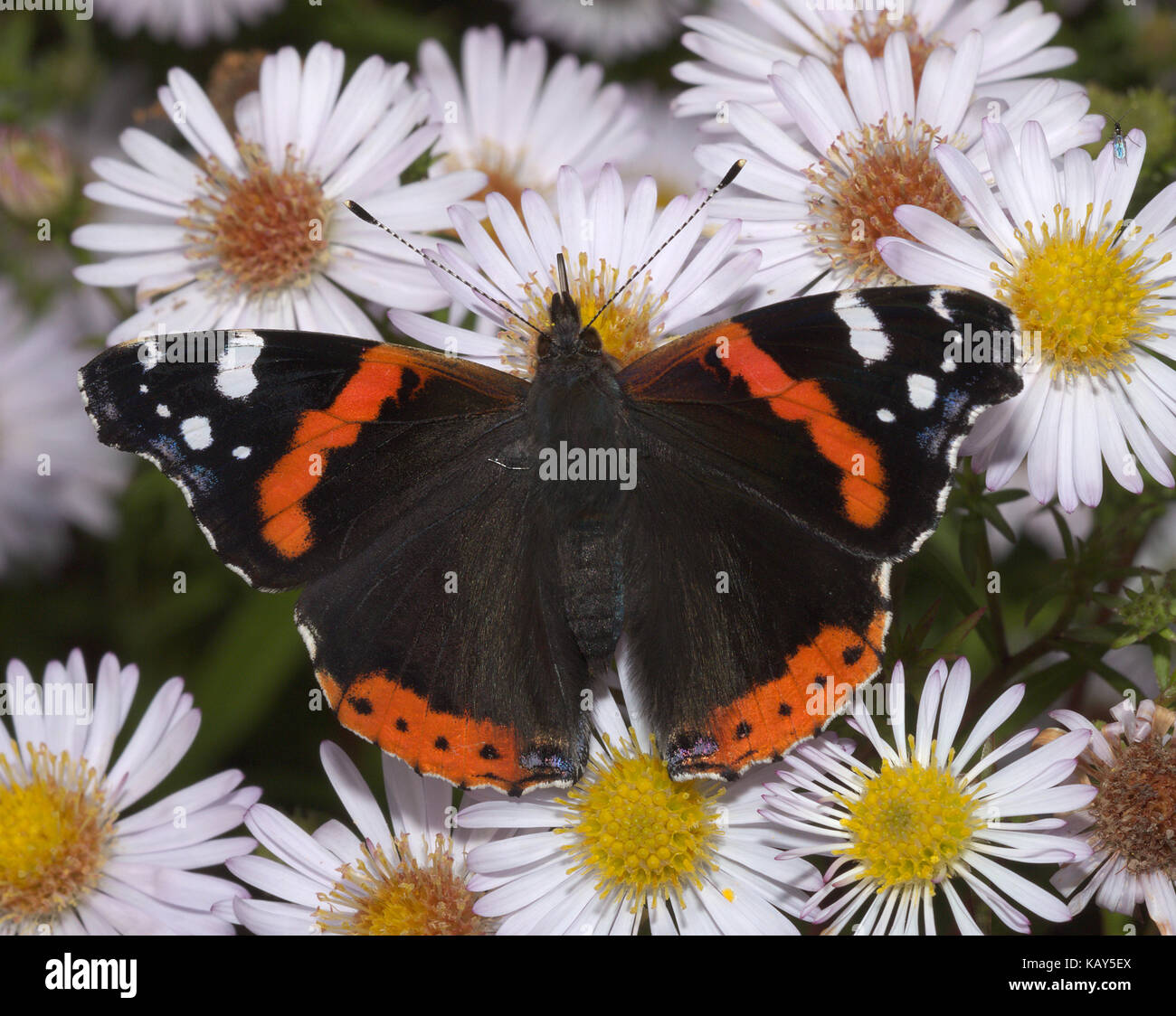 Red Admiral Butterfly feeding Stock Photo Alamy