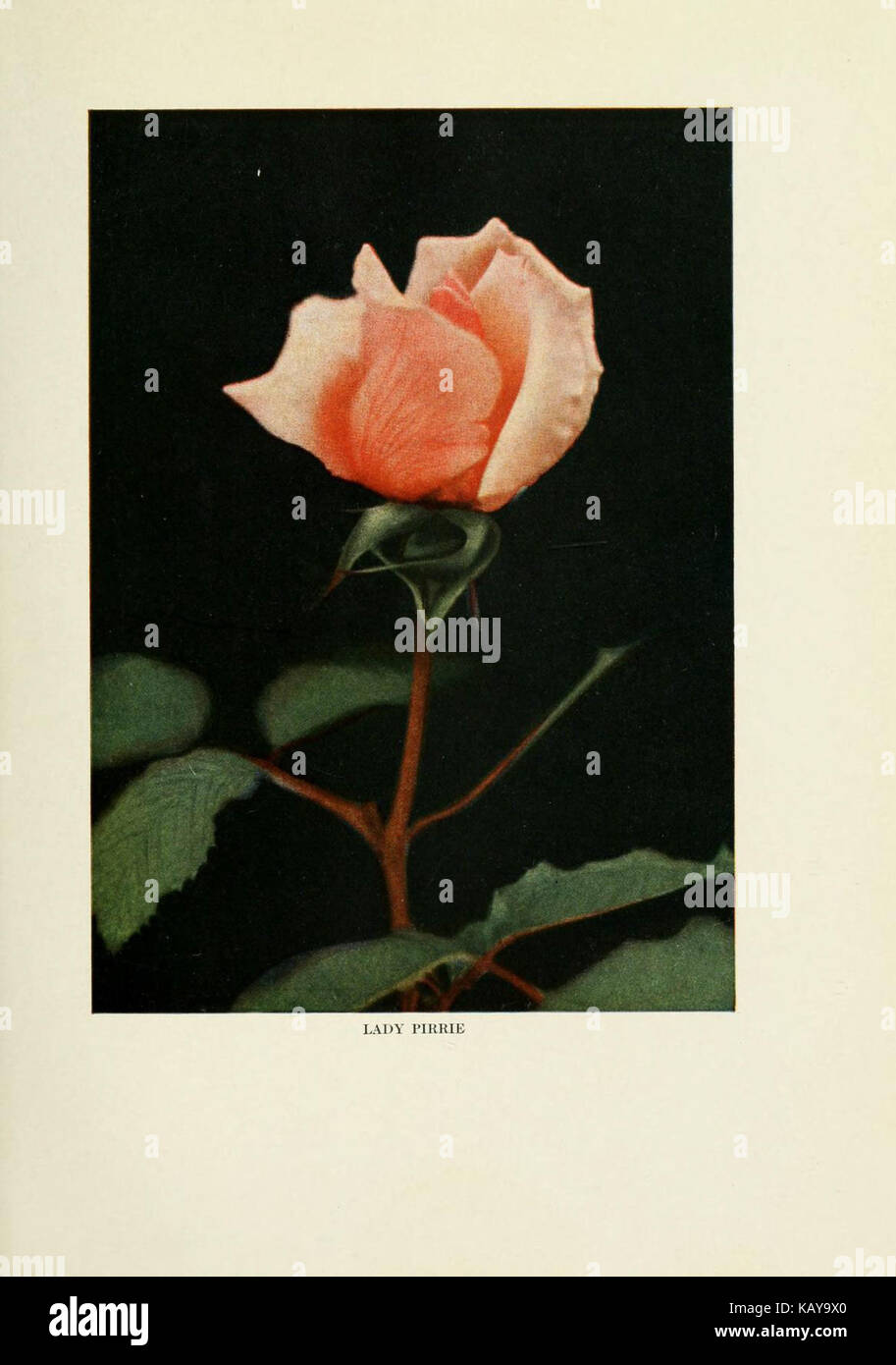 This book offers practical guidance on growing roses outdoors ...