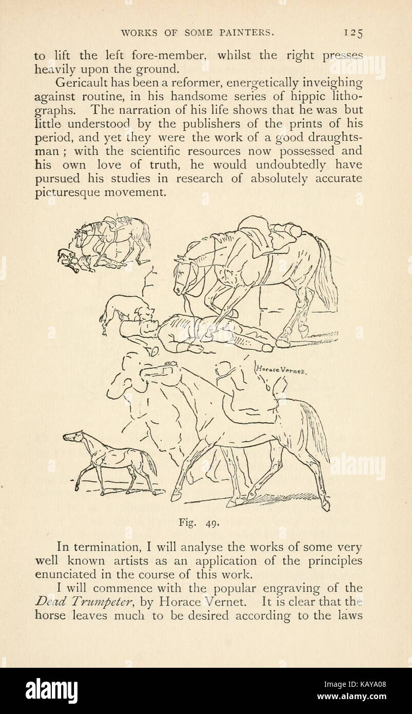 The Gaits Exterior And Proportions Of The Horse Page 125 Stock
