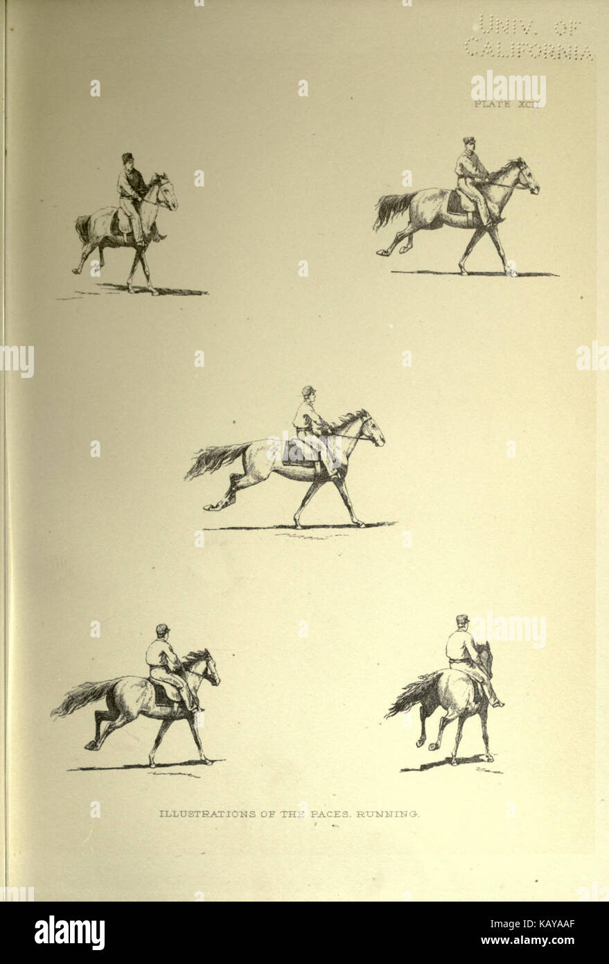 The horse in motion as shown by instantaneous photography BHL19590516 Stock Photo Alamy