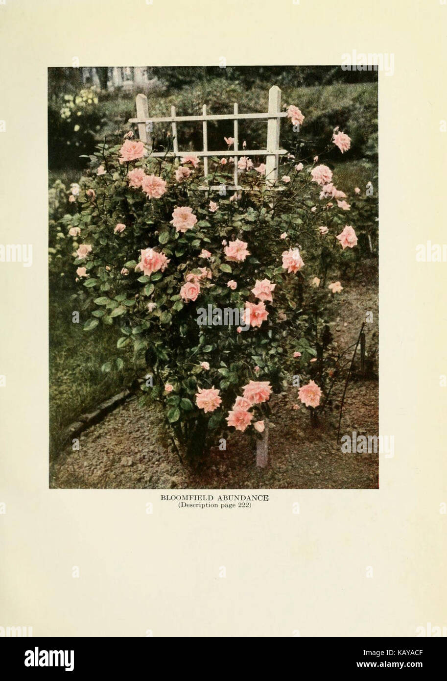The practical book of outdoor rose growing for the home garden ...