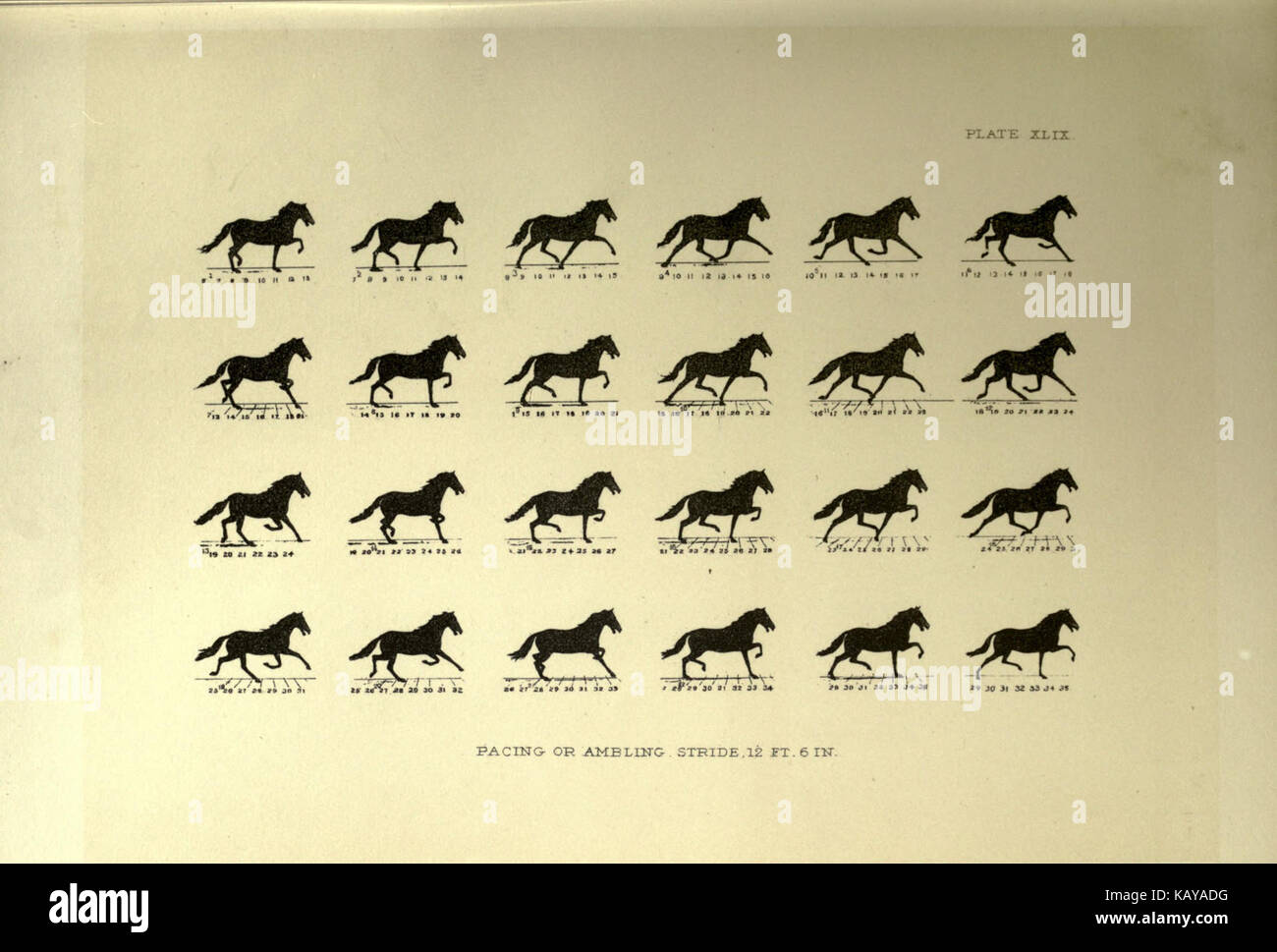 The horse in motion as shown by instantaneous photography BHL19590460 Stock Photo Alamy