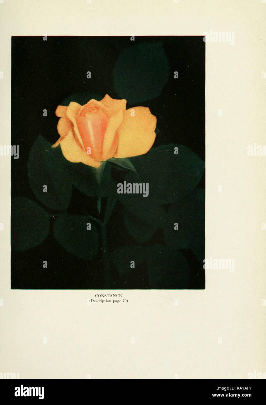 The practical book of outdoor rose growing for the home garden ...
