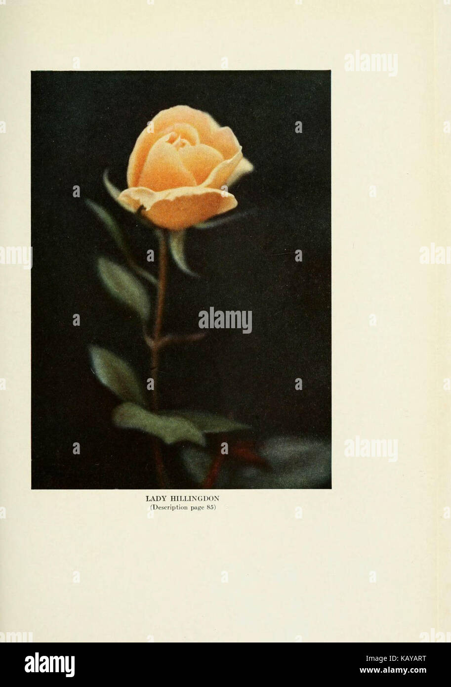 This book provides practical guidance on growing roses in outdoor home ...