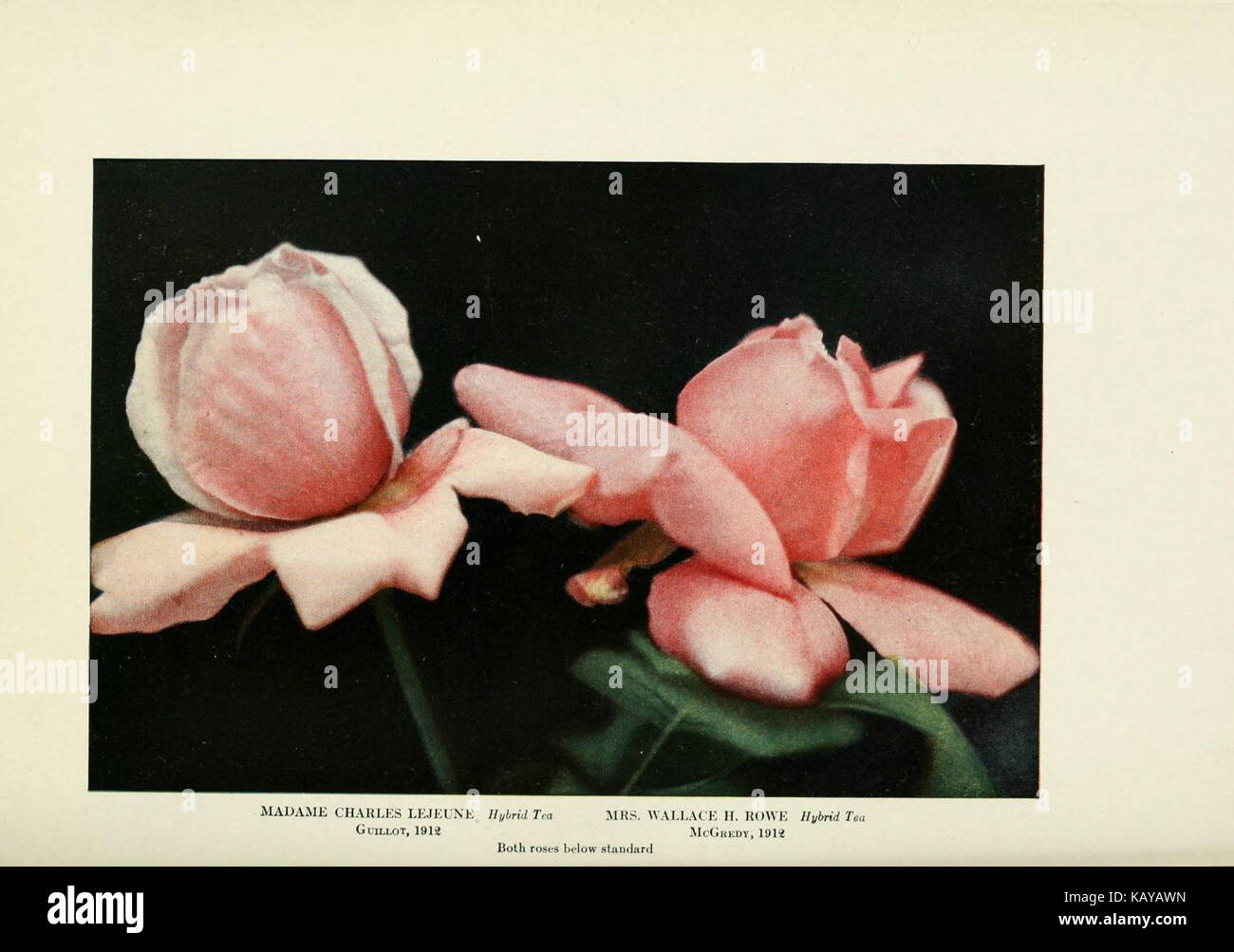 This book provides practical guidance on growing roses in home gardens ...