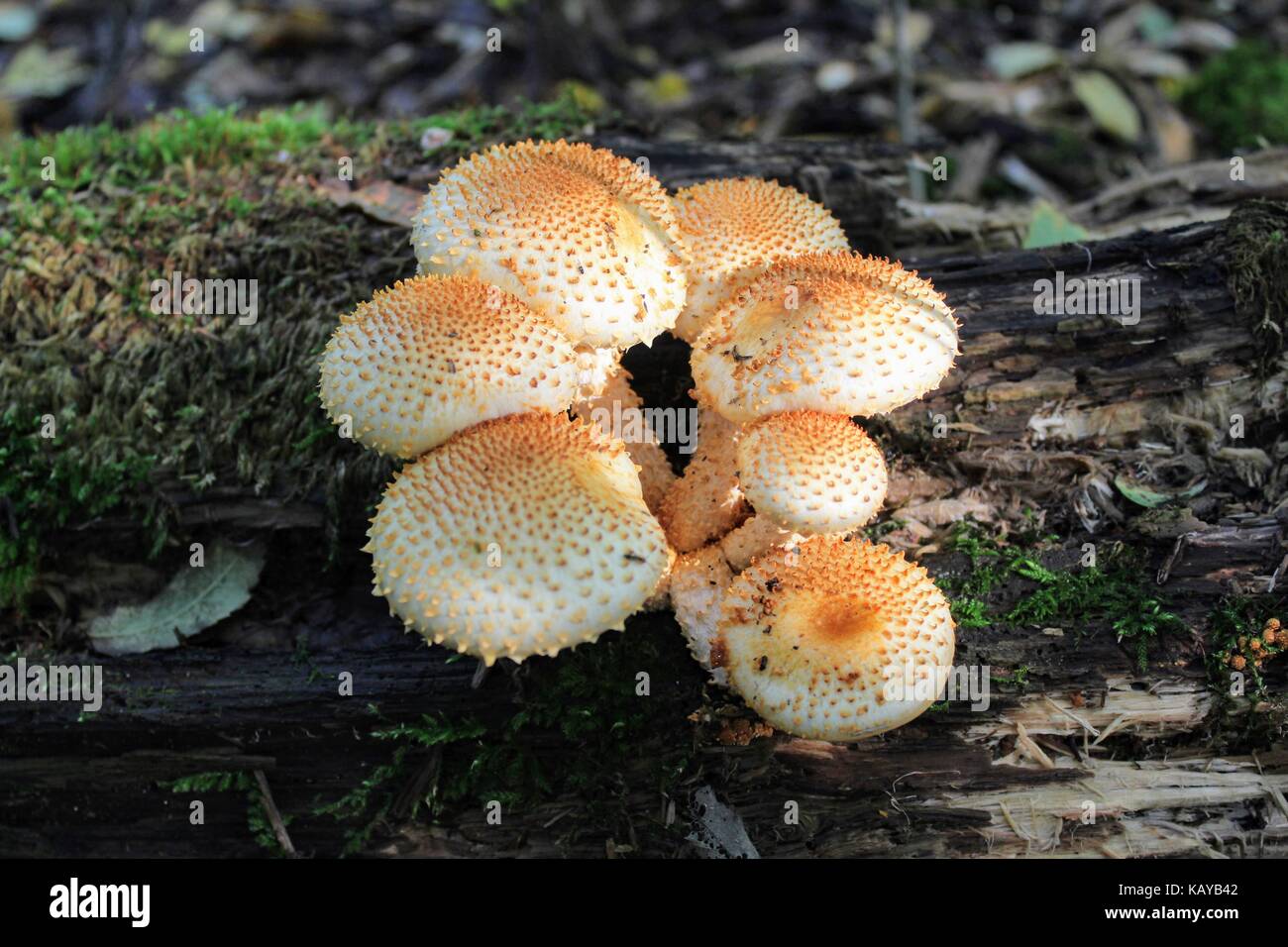 A group of orange mushrooms growing on an old fallen tree trunk Stock ...
