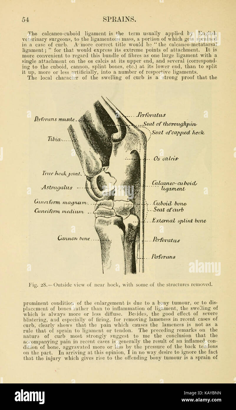 Veterinary notes for horse owners (Page 54) BHL23778468 Stock Photo - Alamy