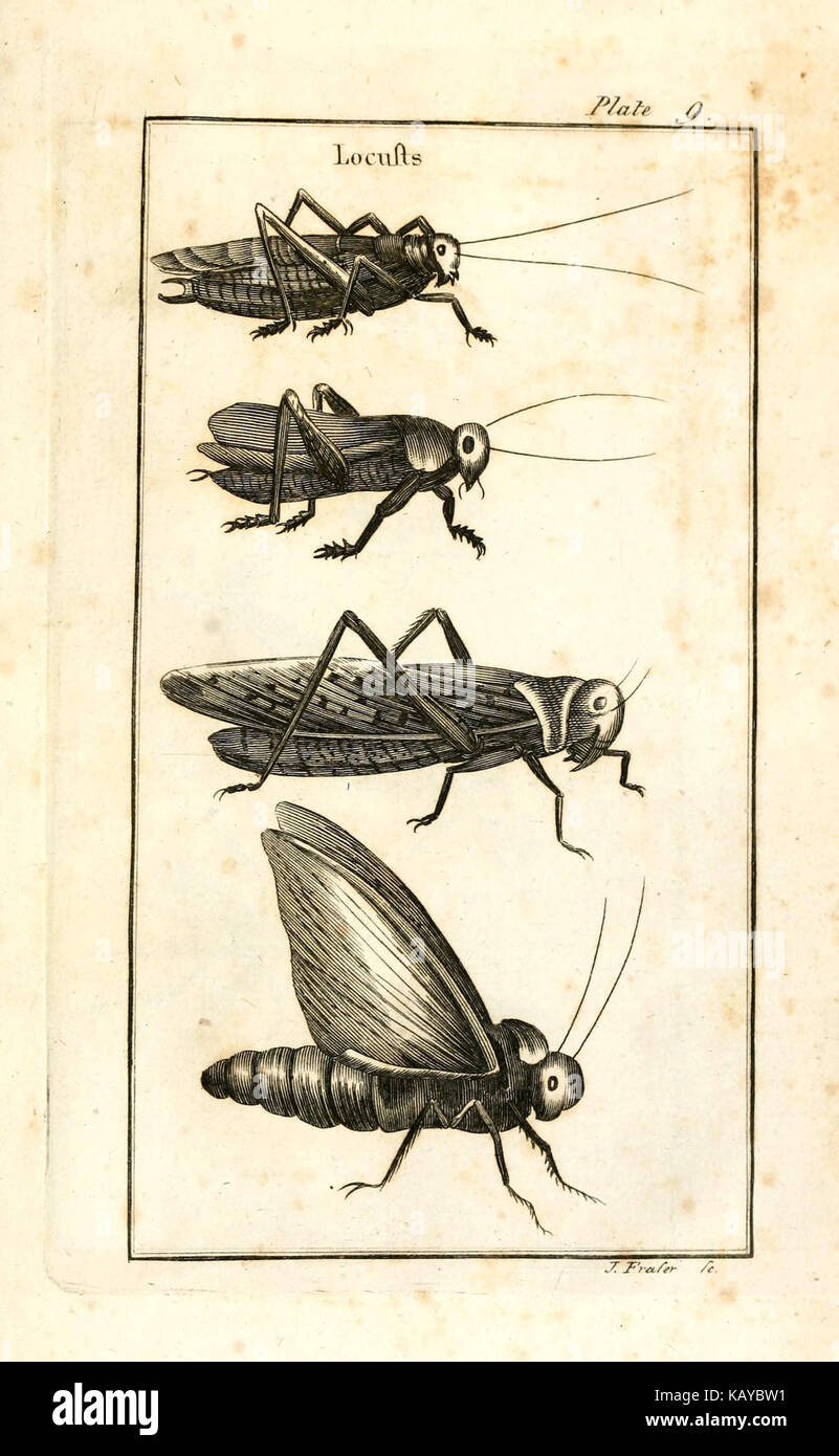 The natural history of insects (Plate 9) (6309425350 Stock Photo - Alamy