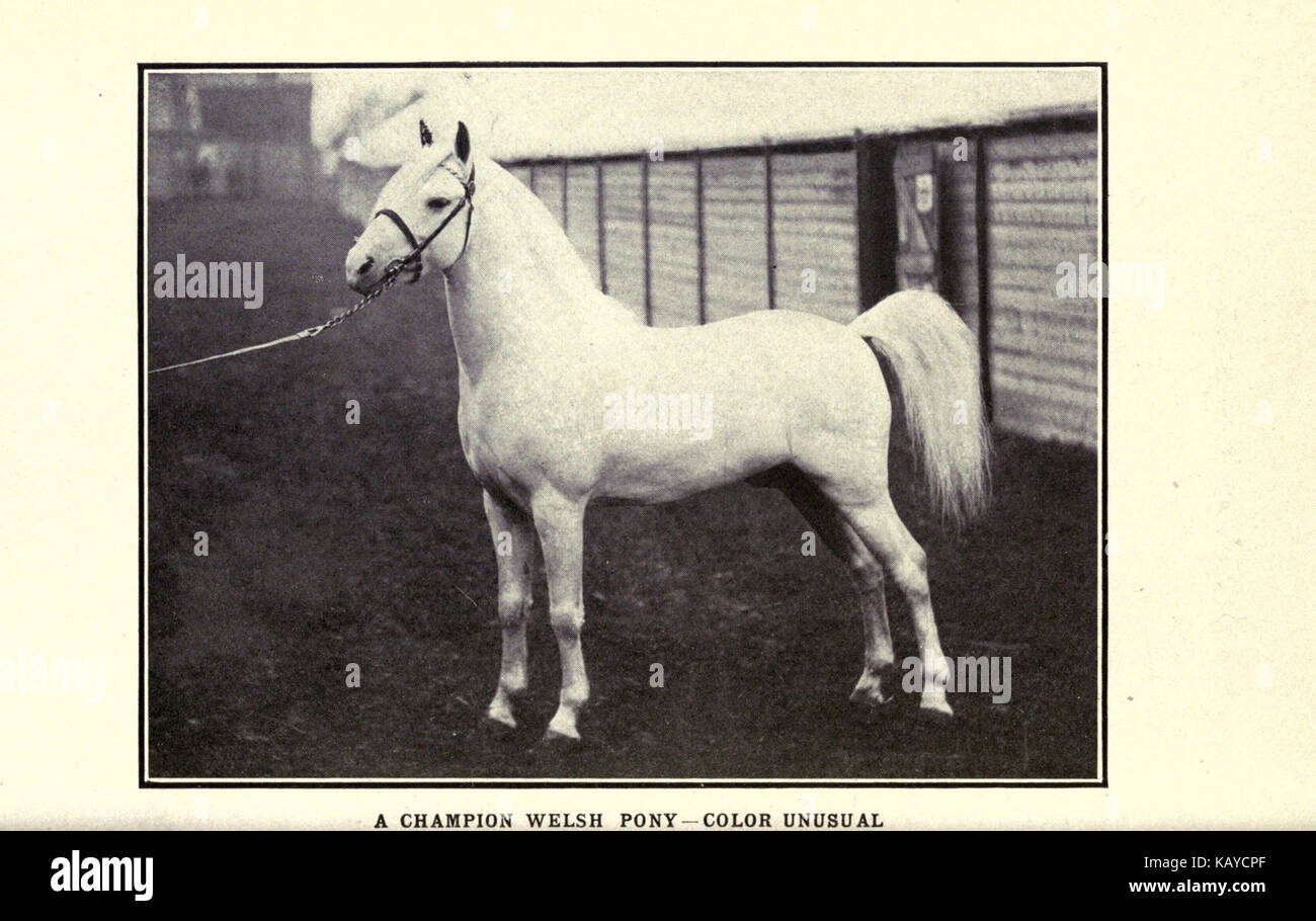 The horse book BHL18389236 Stock Photo Alamy
