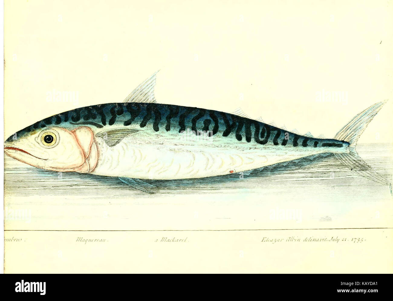 The history of esculent fish (Plate 8) (6384081331) Stock Photo