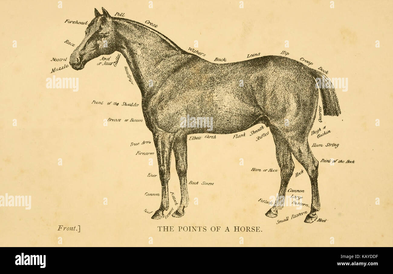 The stable manual and horse doctor BHL23667575 Stock Photo Alamy