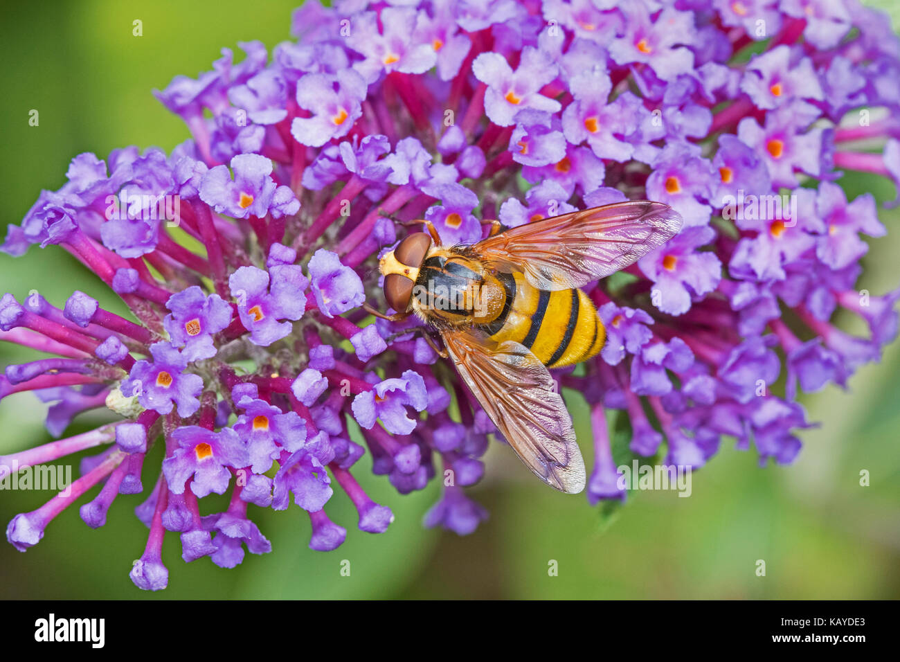 Female Wasp-mimic Hoverfly feeding on buddleia Stock Photo