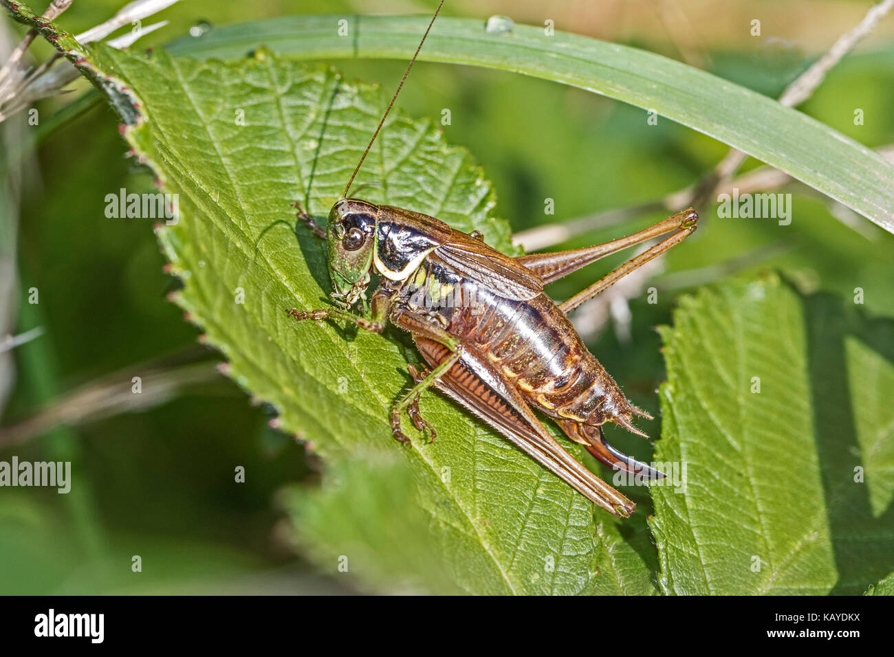 Female Roesel's Bush-cricket  basking on leaf Stock Photo