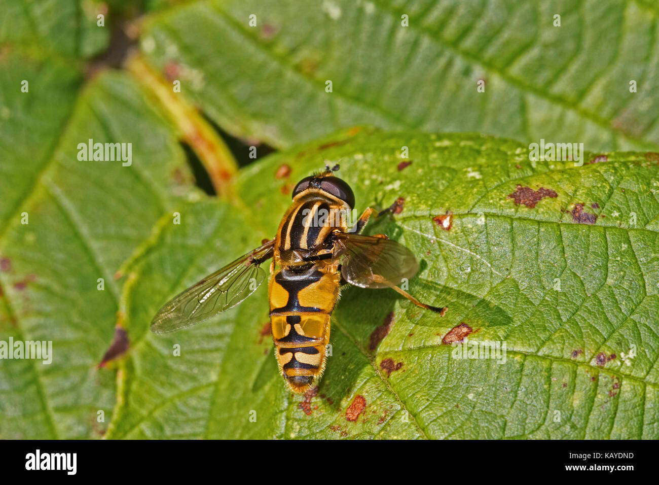 Male Sunfly Hoverfly basking on leaf Stock Photo - Alamy