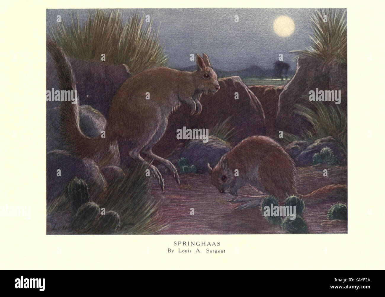 Springhaas Wat Spring The wild beasts of the world (Pl. 51) (6505658293 Stock Photo - Alamy