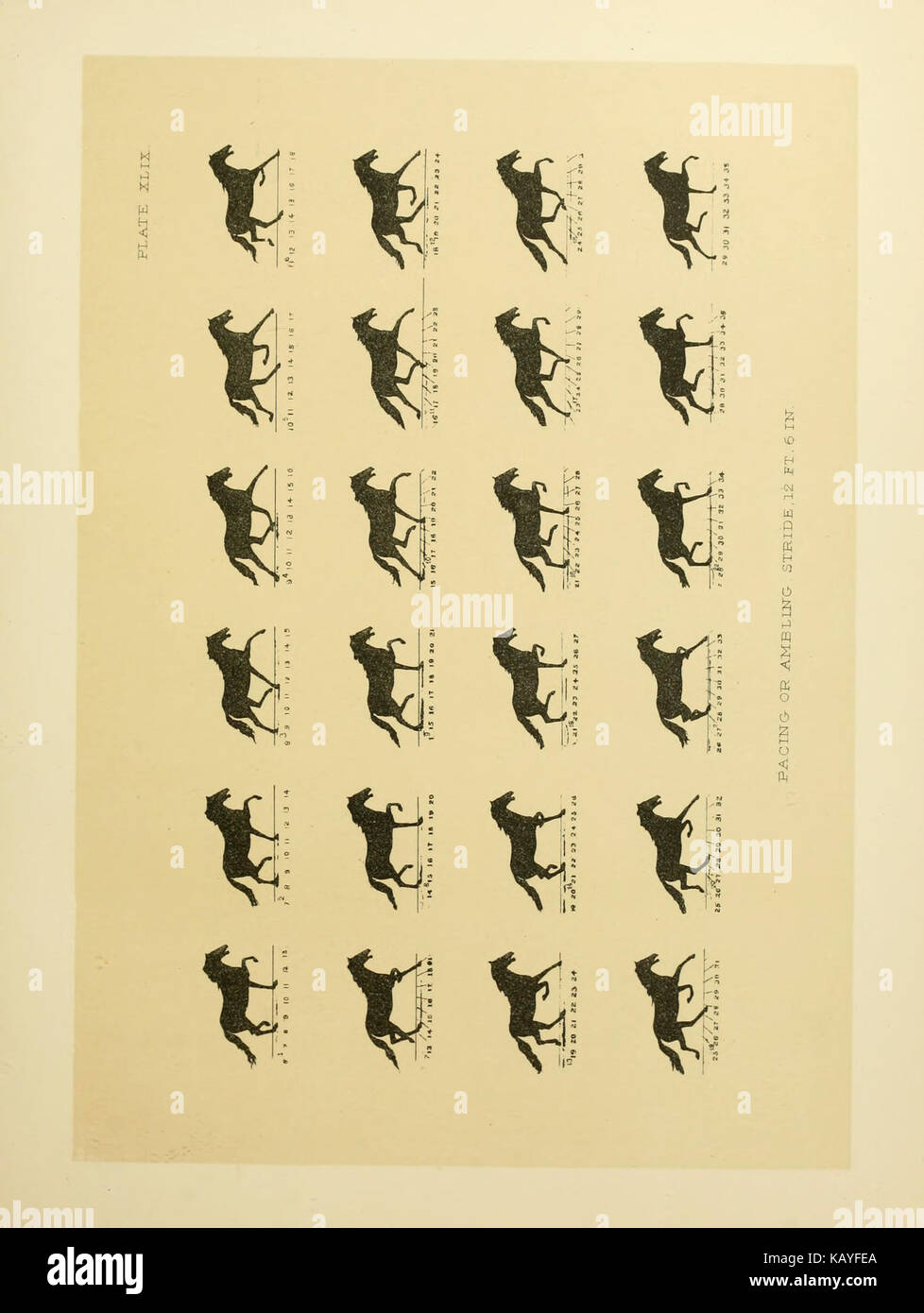 The horse in motion BHL18225640 Stock Photo Alamy