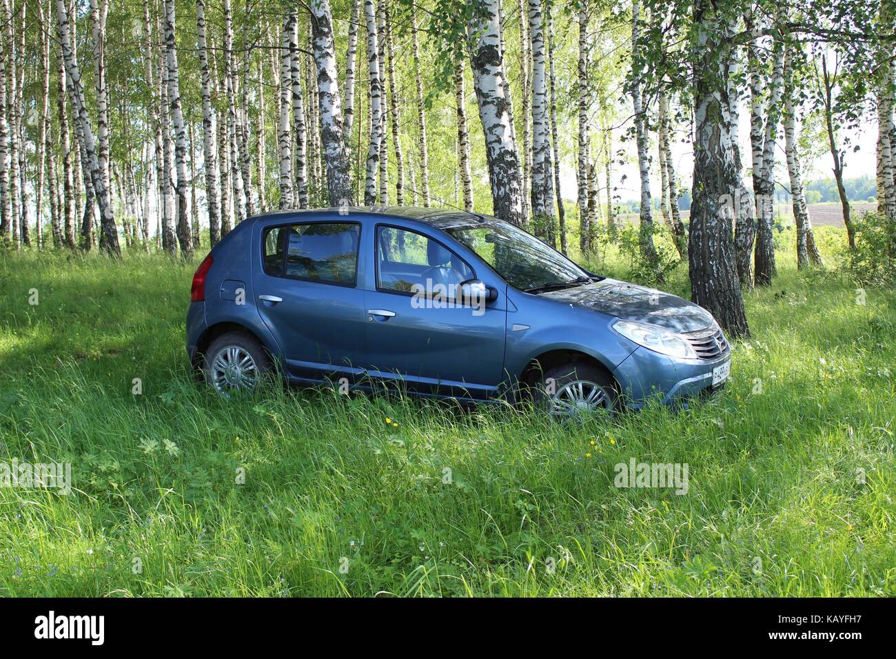 The car 'Renault Sandero' blue color is parked against the backdrop of a birch grove. Stock Photo