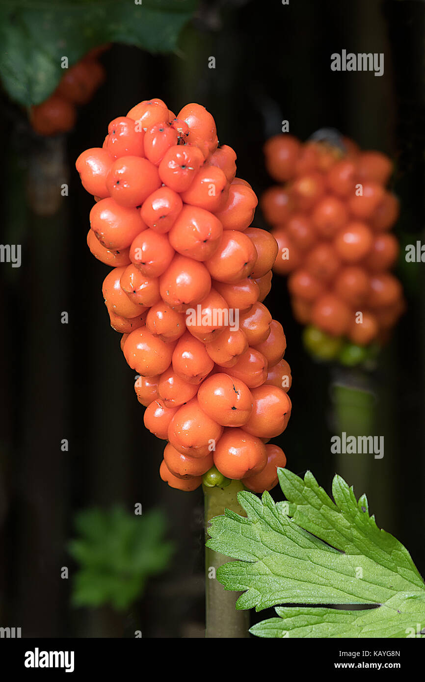 Lily root hires stock photography and images Alamy