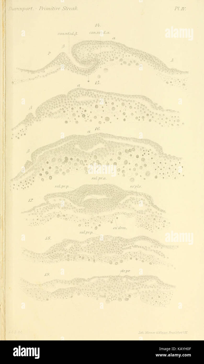 Curated visual reference: Picture Idea: This Plate Illustrates The Primitive Streak And Notochordal Canal In