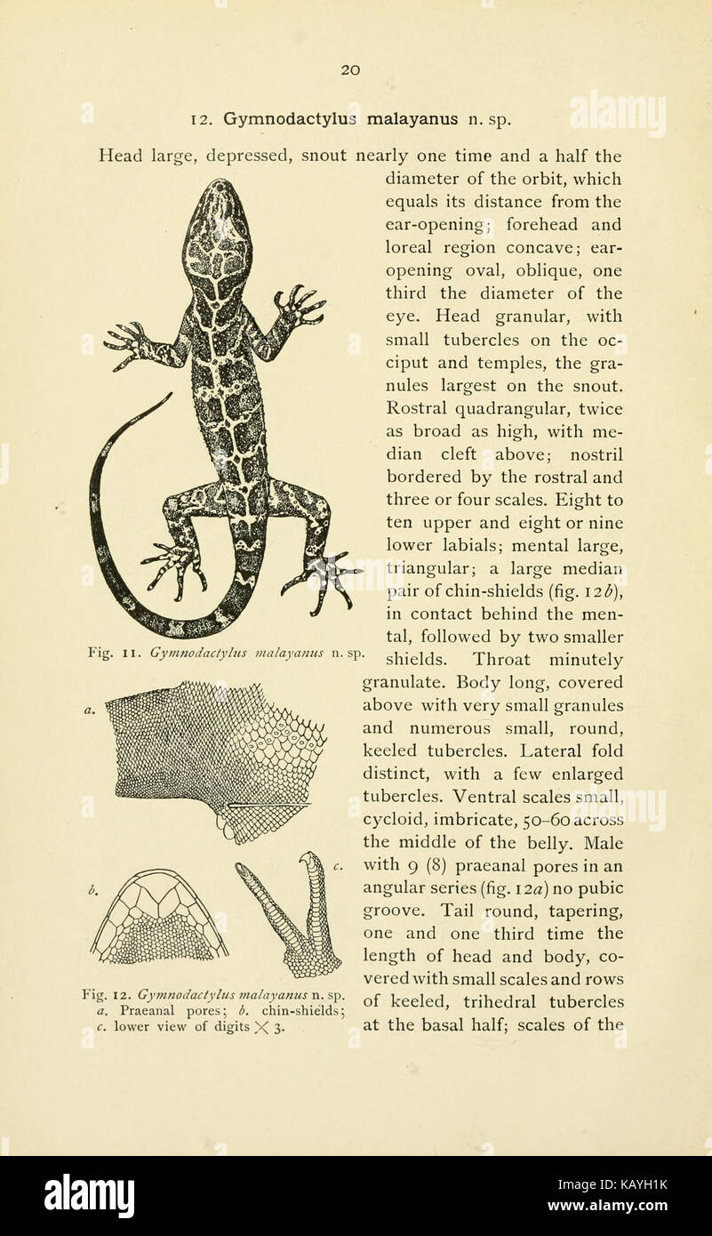 The reptiles of the Indo Australian archipelago (Page 20) BHL4515720 Stock Photo