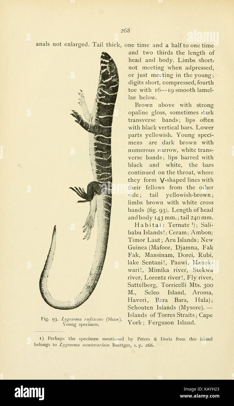 The reptiles of the Indo Australian archipelago (Page 268) BHL4515638 Stock Photo