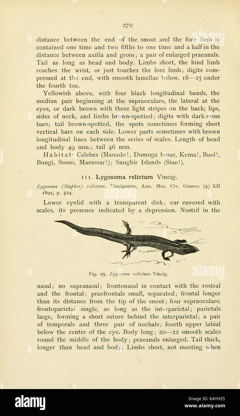 The reptiles of the Indo Australian archipelago (Page 270) BHL4515640 Stock Photo