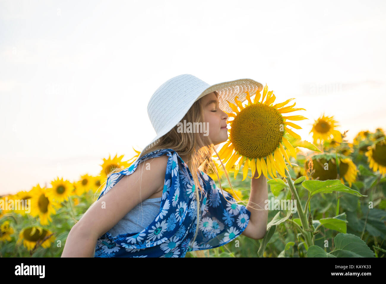 happy girl on a field of sunflowers on summer sunset Stock Photo - Alamy