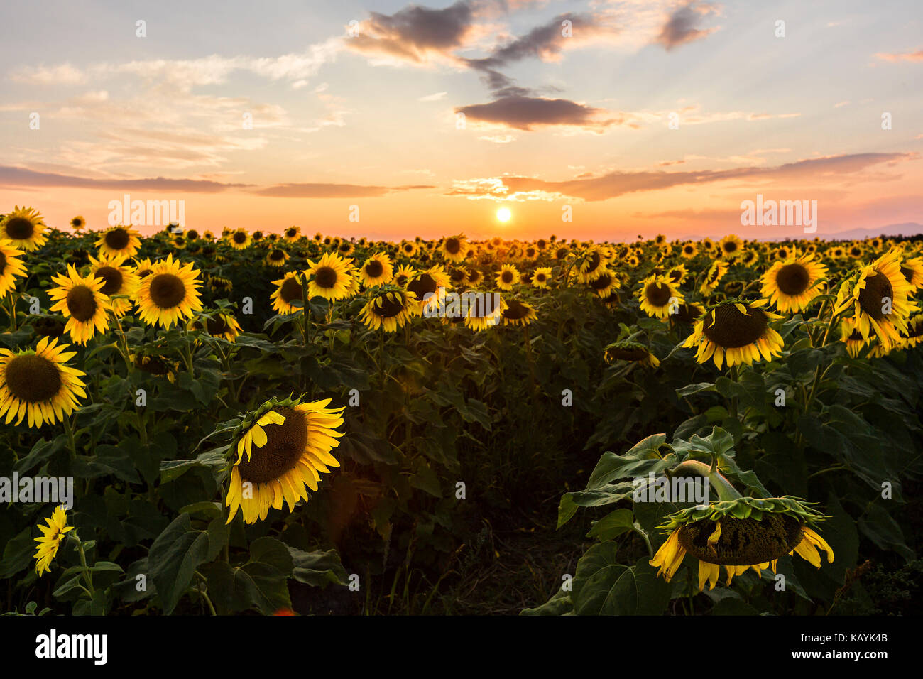 field of blooming sunflowers on a background sunset Stock Photo - Alamy
