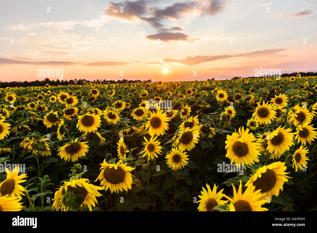 field of blooming sunflowers on a background sunset Stock Photo - Alamy