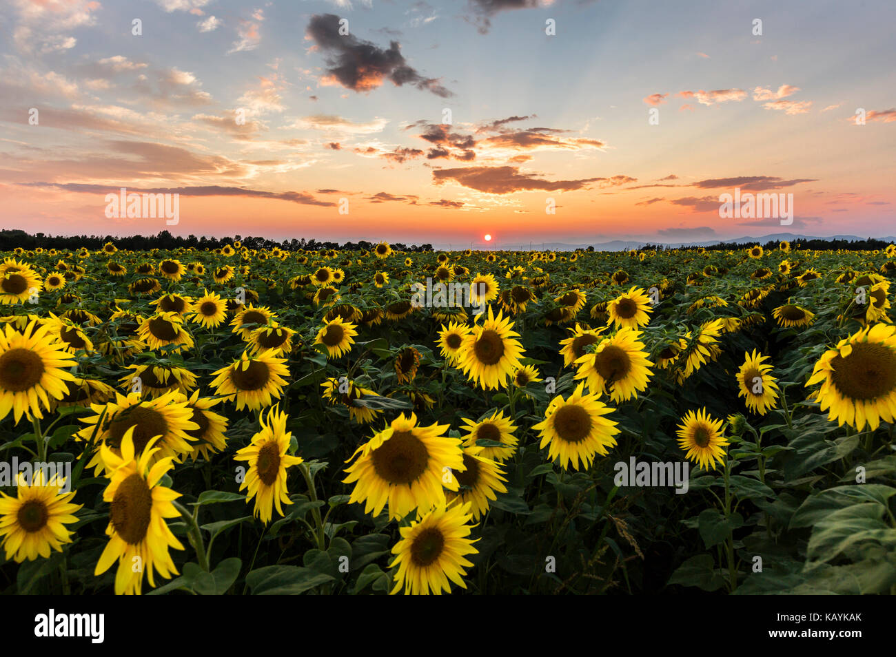field of blooming sunflowers on a background sunset Stock Photo - Alamy