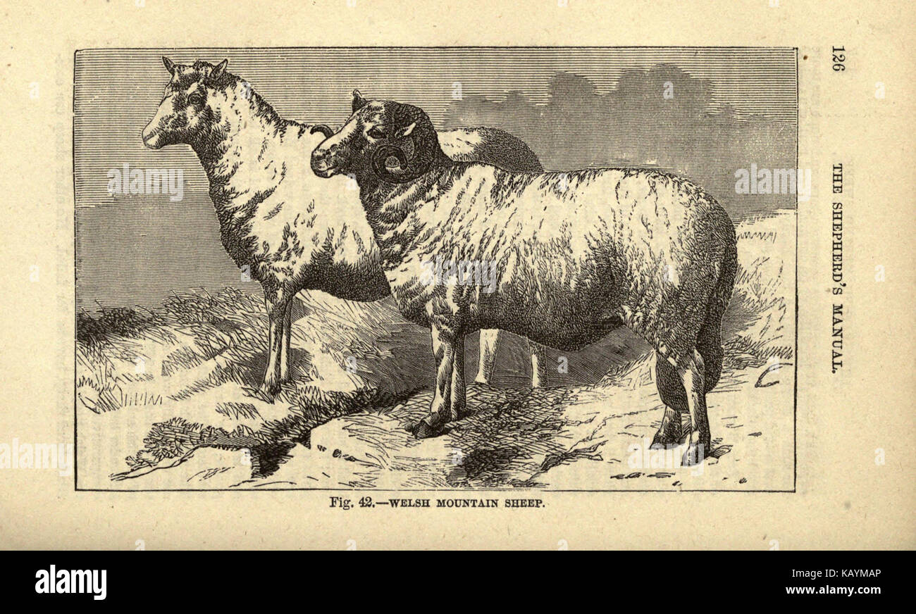 Shepherd Method Traditional herding methods hi-res stock photography and images - Alamy