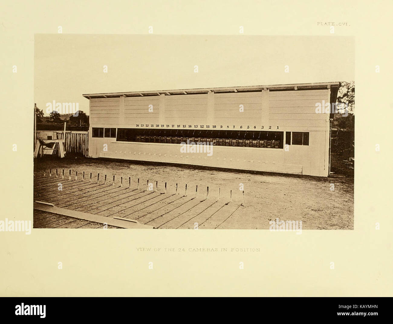 The horse in motion BHL18225763 Stock Photo Alamy