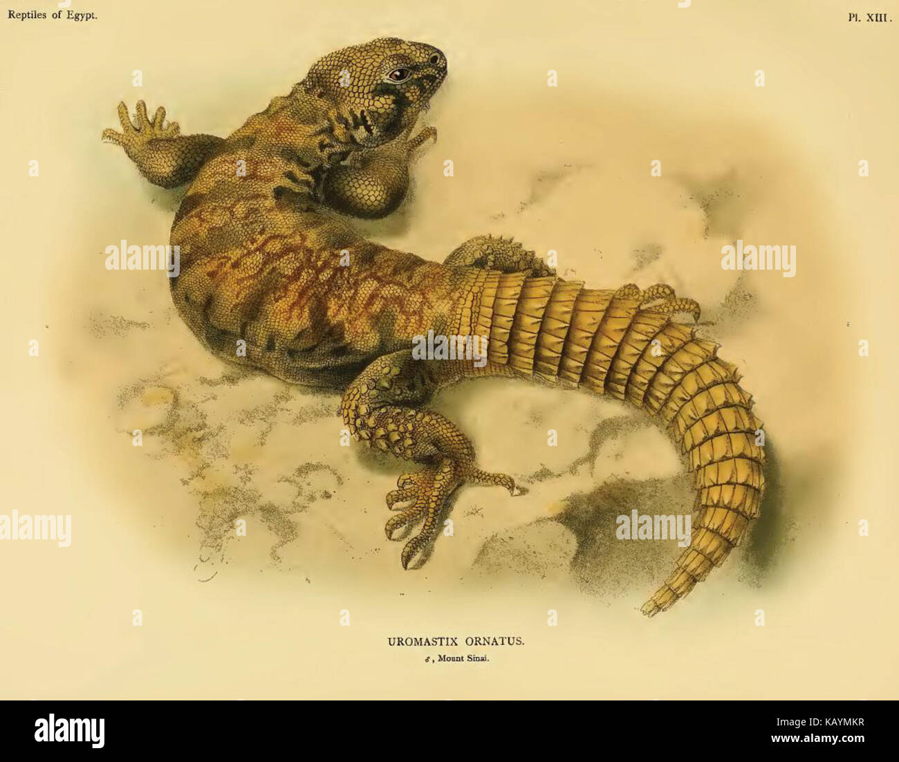 Uromastyx ornata hi-res stock photography and images - Alamy