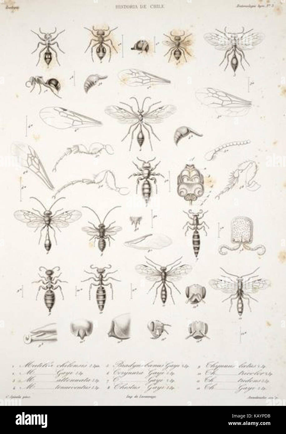 Variations of insects hi-res stock photography and images - Alamy