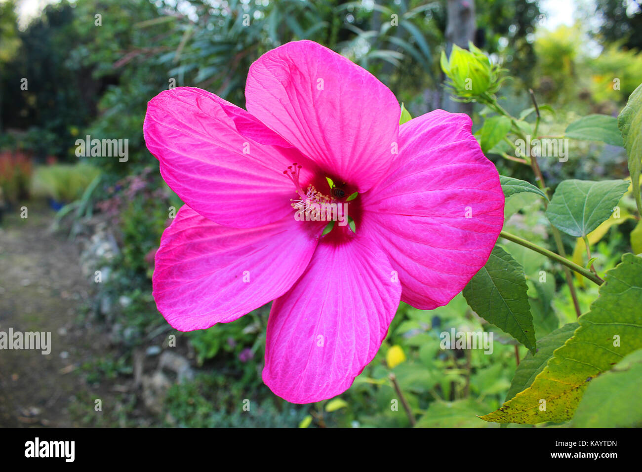 a tropical lilac flower open Stock Photo Alamy