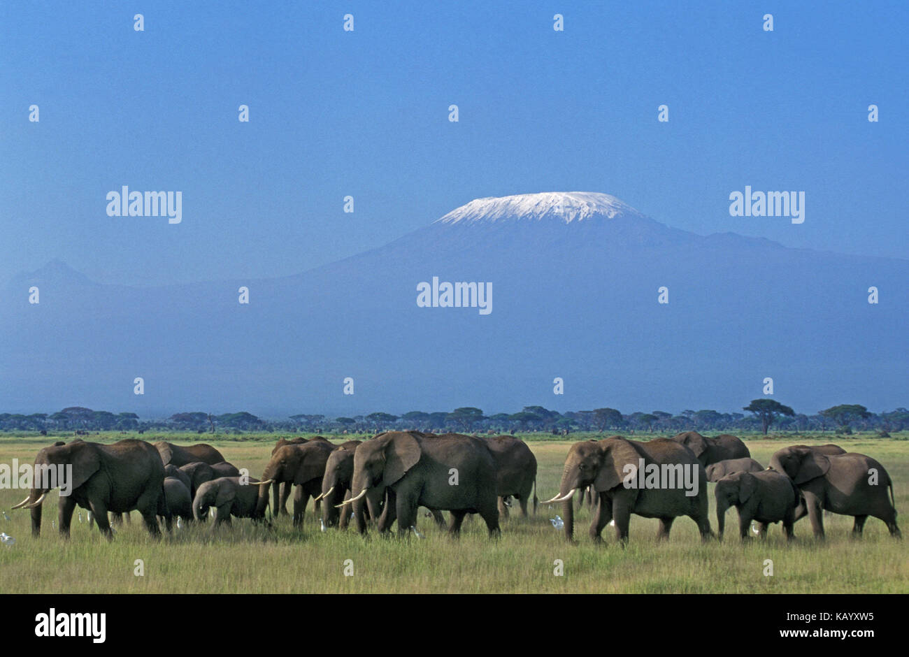 African elephants, Loxodonta africana, herd close Kilimandjaro, Tanzania, Africa, Stock Photo