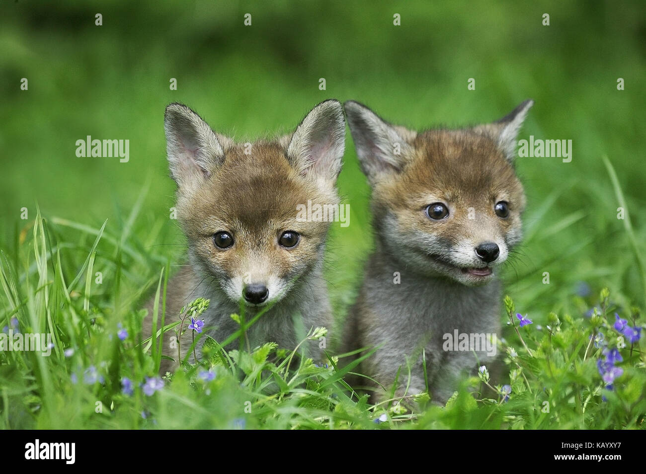 Red fox, Vulpes vulpes, two young animals in the grass, Stock Photo