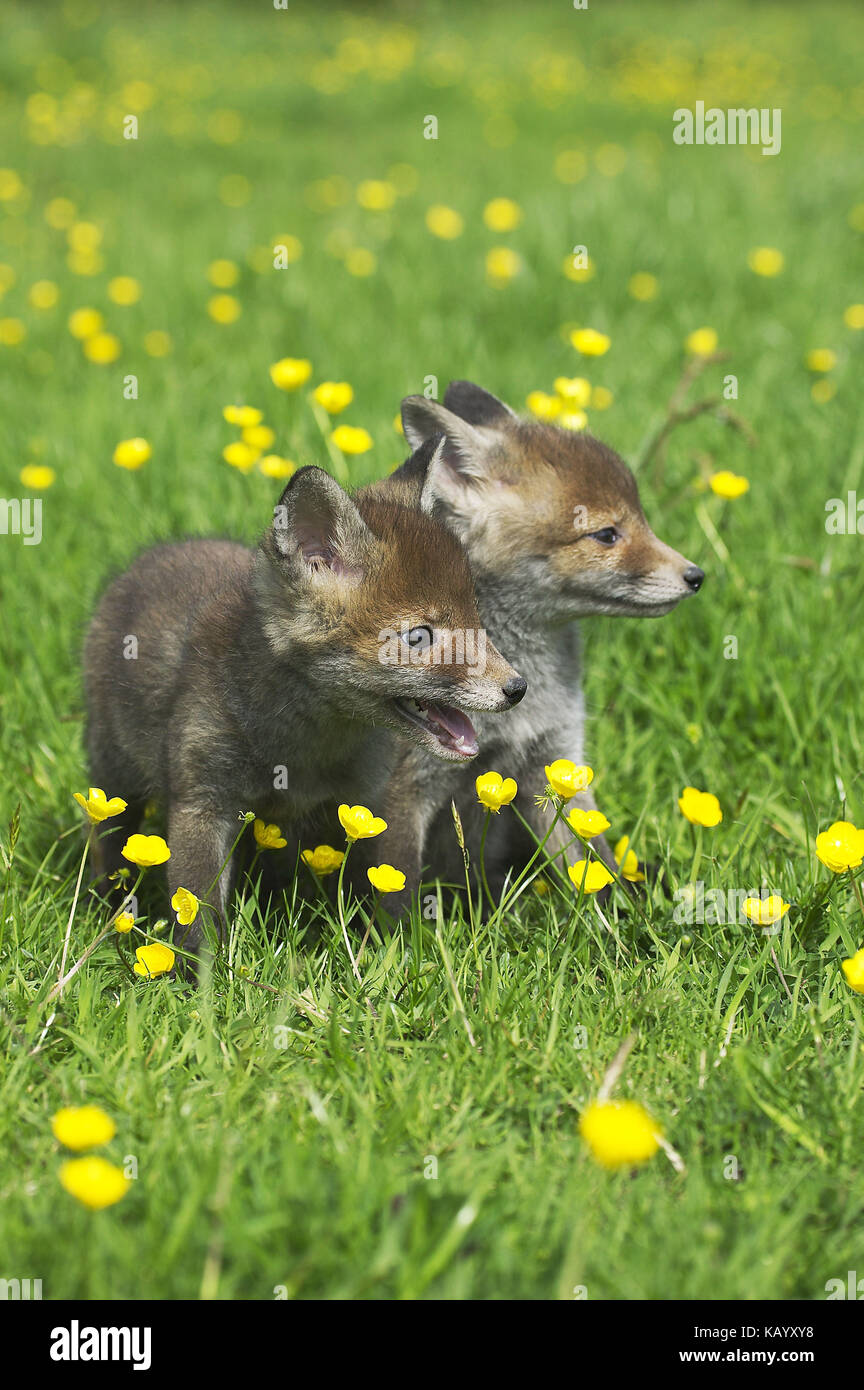Red fox, Vulpes vulpes, two young animals in flower meadow, Stock Photo