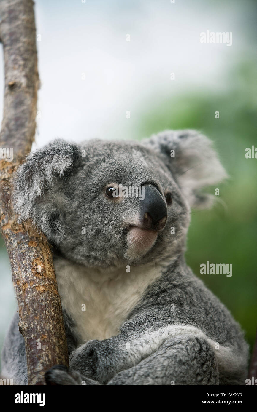 Koala, Phascolarctos cinereus, portrait, Stock Photo