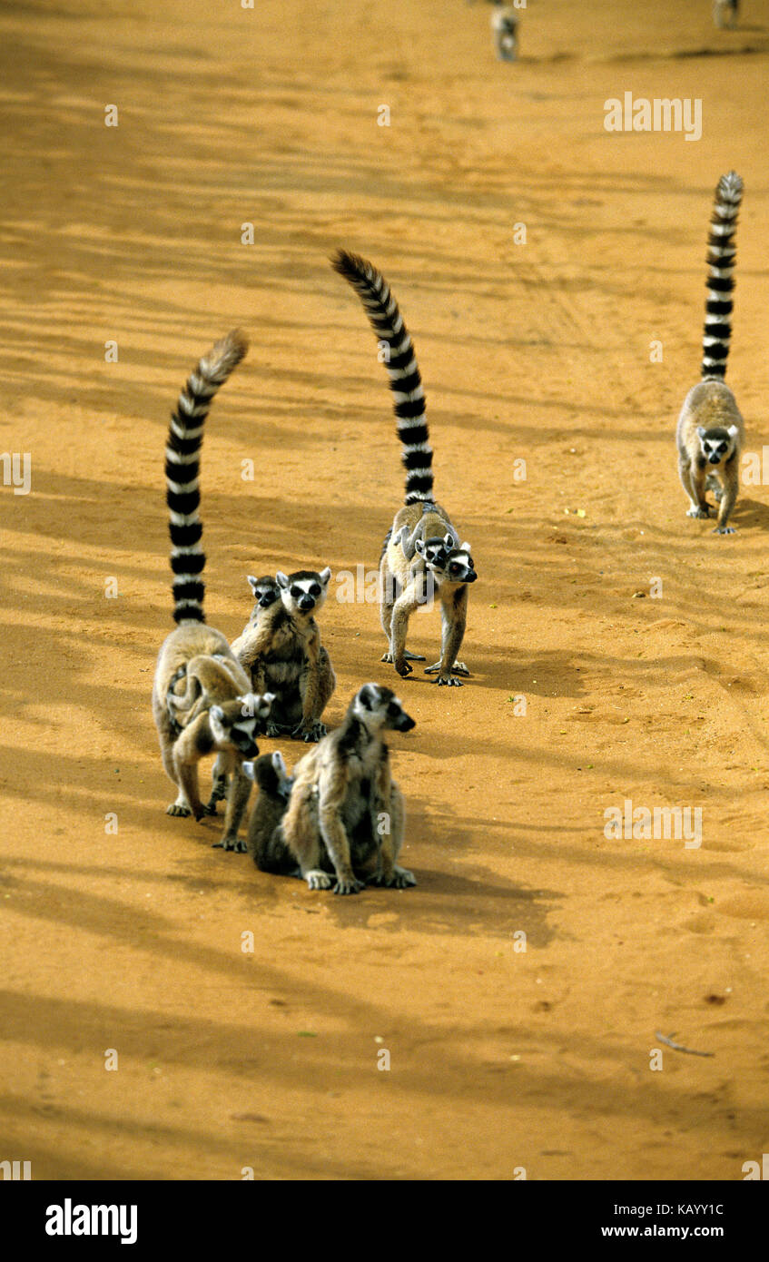 Kattas, Lemur catta, mothers with young animals on the back, Berenty reserve, Madagascar, Stock Photo