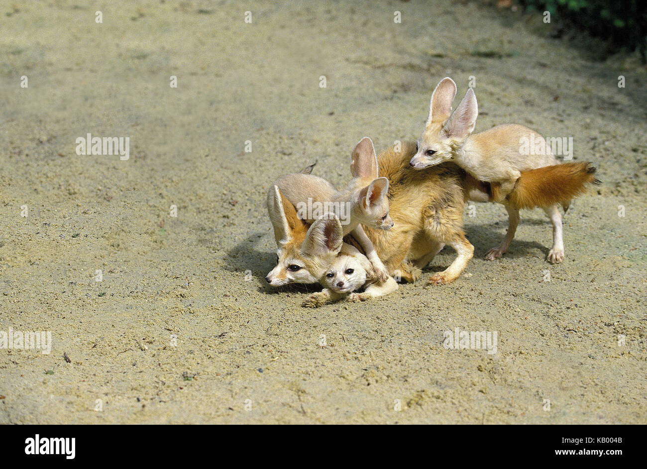 Fennek or wild fox, Fennecus zerda, female with young animals, Stock Photo