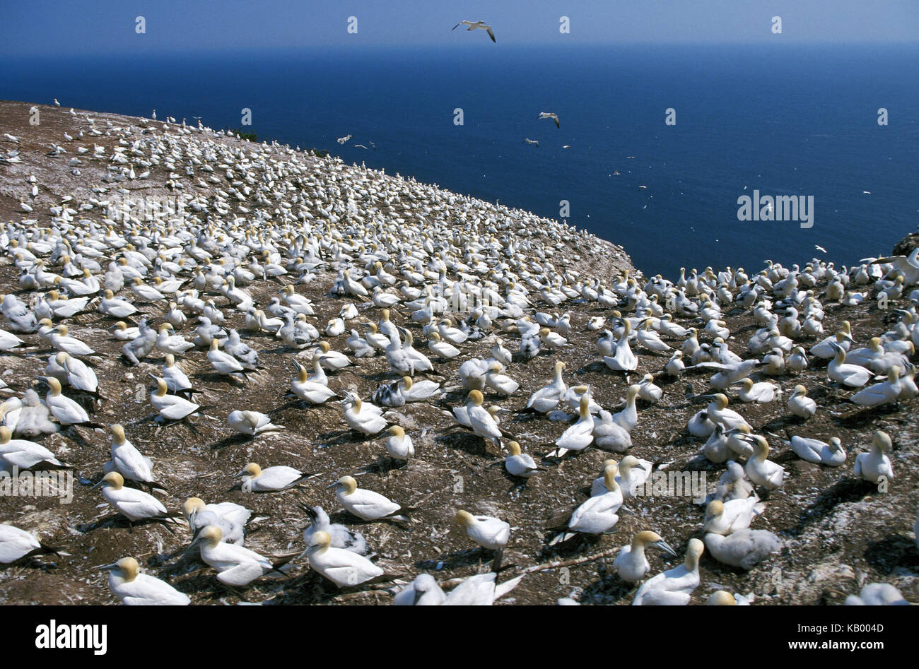 Northern gannets, Sula bassana, brood colony, Bonaventure Island, Quebec, Canada, Stock Photo