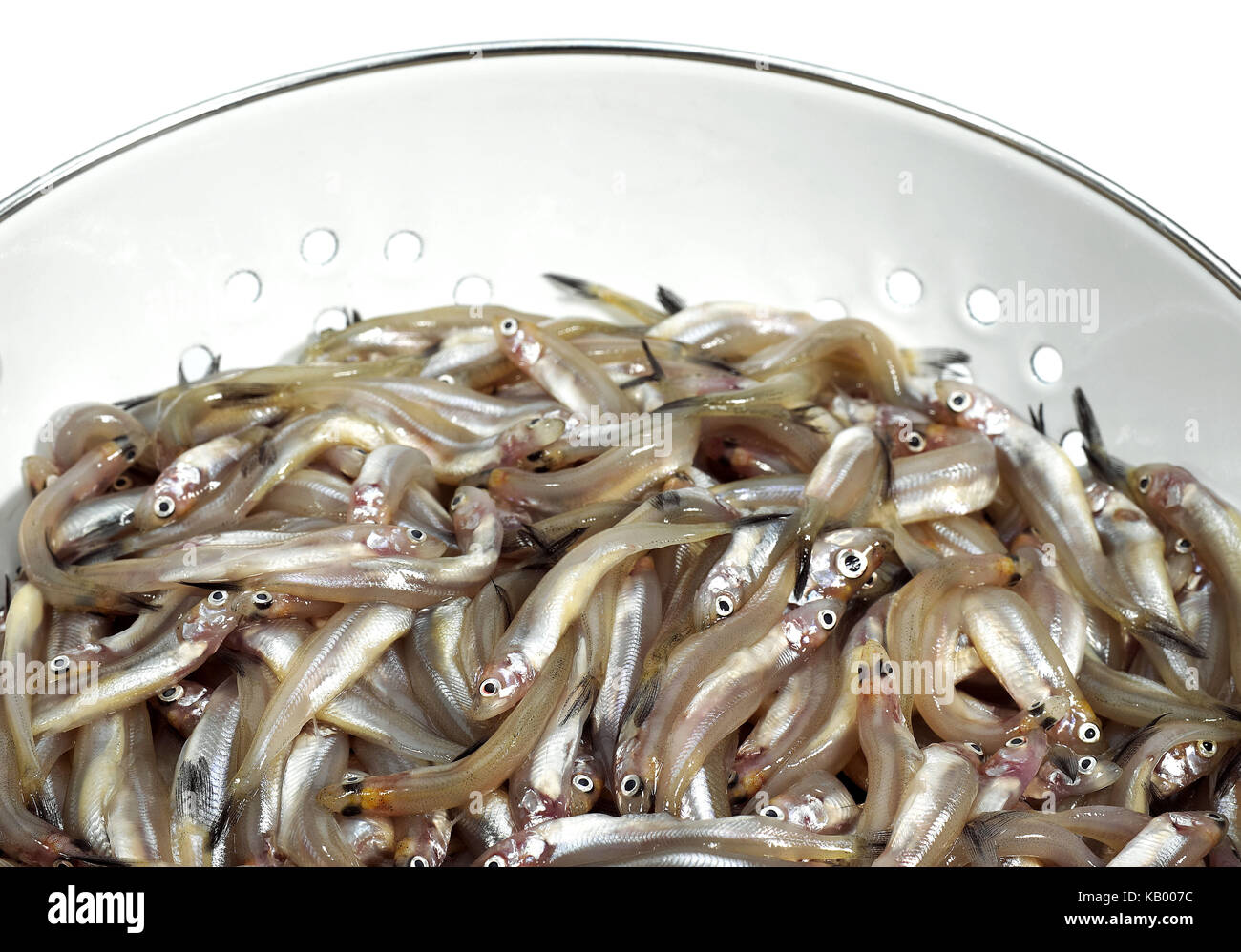 Fresh fish, Stinte, Osmerus eperlanus, studio, cut out, Stock Photo