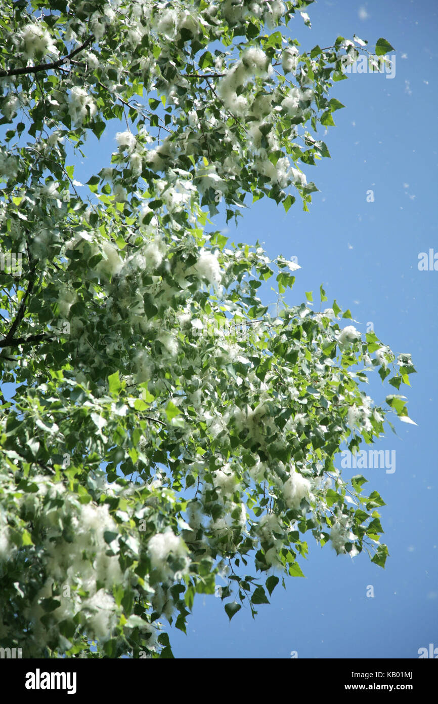 Poplar pollings hi-res stock photography and images - Alamy